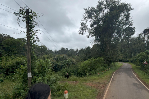 Coorg: Tadiandamol Trek Guided Tour