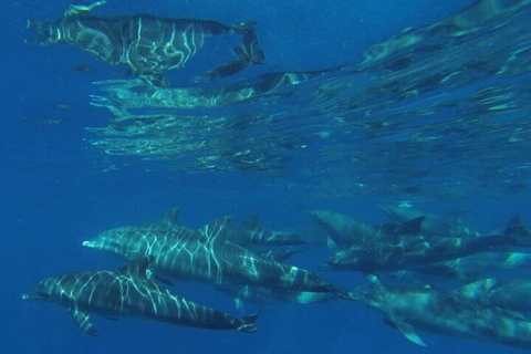 Swim with Dolphins Mnemba, Snorkeling, & Beach Horse Riding ONLY TRANSFERS INCLUDED – ALL ENTRANCE FEES ARE NOT INCLUDED