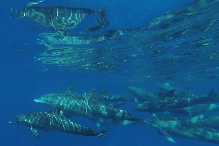 Swim with Dolphins Mnemba, Snorkeling, & Beach Horse Riding ONLY TRANSFERS INCLUDED – ALL ENTRANCE FEES ARE NOT INCLUDED