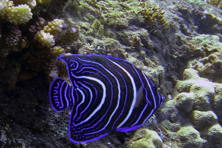 Lombok: Gili Meno Turtle Snorkeling Trip with Photos