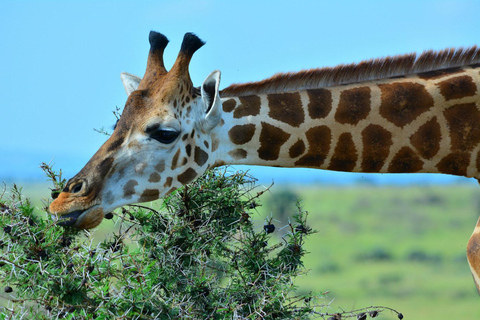 恩德培/坎帕拉：3日莫西森瀑布之旅与犀牛追踪