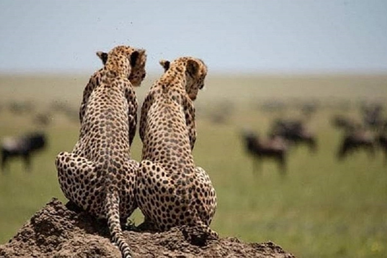 4 Lodge Tansania SafariLodge Tansania Safari