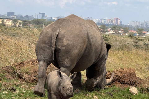 Nairobi Park Safari, Sheldrick's Orphanage & Giraffe Center Shared Drive in Open-Roof Van Game Drive
