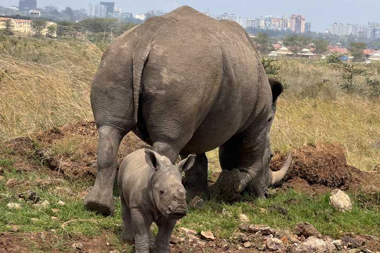 Nairobi Park Safari, Sheldrick's Orphanage & Giraffe Center Shared Drive in Open-Roof Van Game Drive