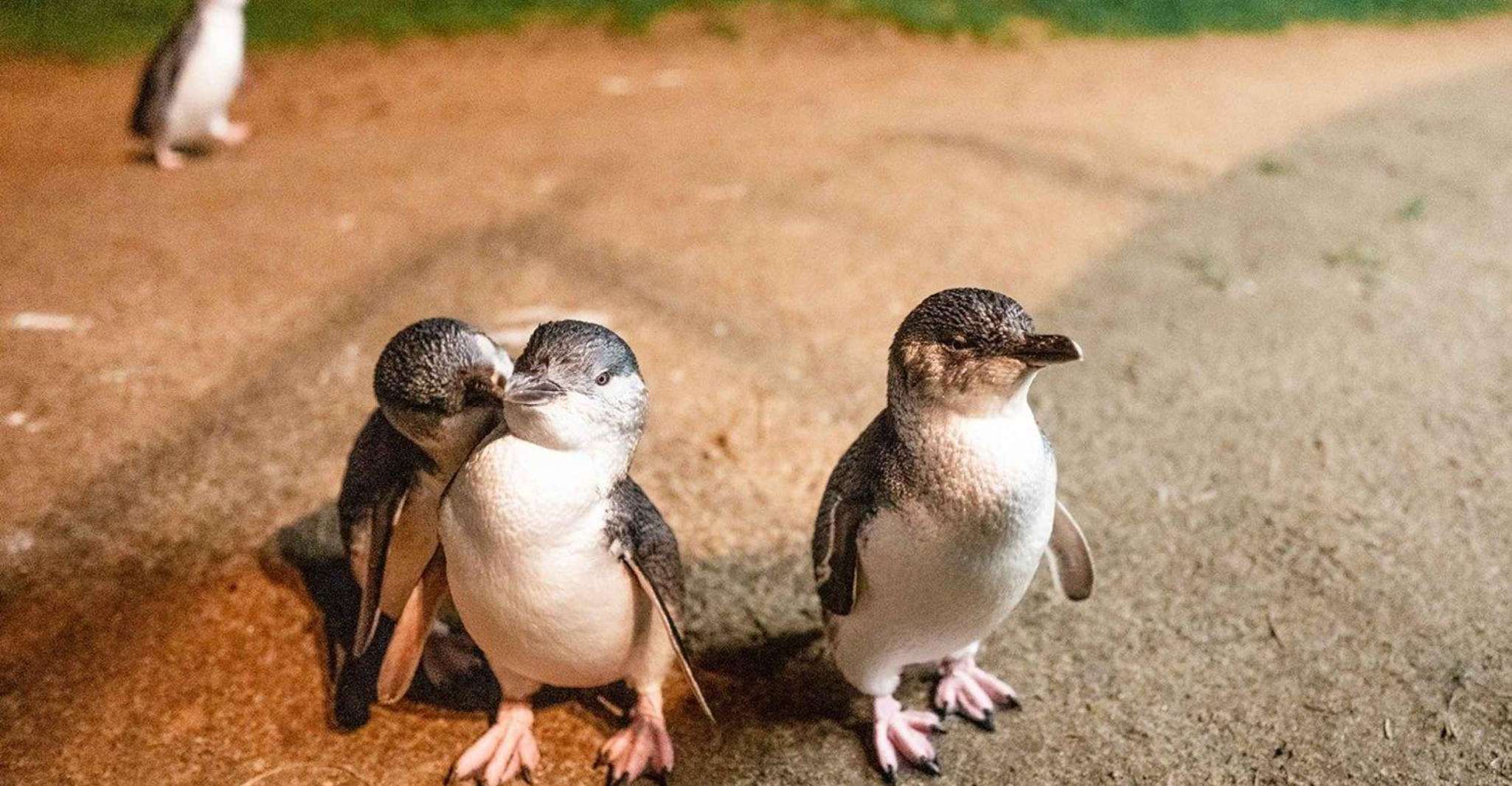 Melbourne: Boutique Phillip Island Wine, Dine & Penguin Tour photo 1