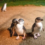 Melbourne: Boutique Phillip Island Wine, Dine & Penguin Tour