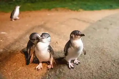 Melbourne: Excursão boutique a Phillip Island, vinhos e pinguins