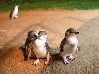 Melbourne: Boutique Phillip Island Wine and Penguins Tour
