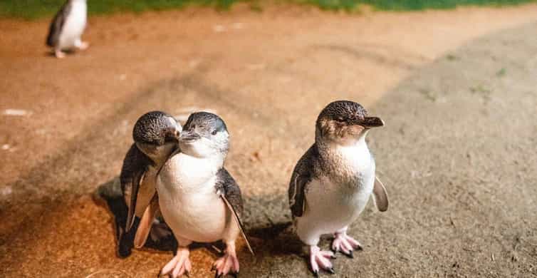 Melbourne: Boutique Phillip Island Wine, Dine & Penguin Tour