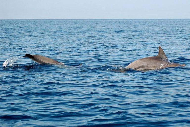 Wasini Island Snorkeling and Dolphin Tour with Lunch