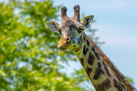 Boston: Inträdesbiljett till Franklin Park Zoo