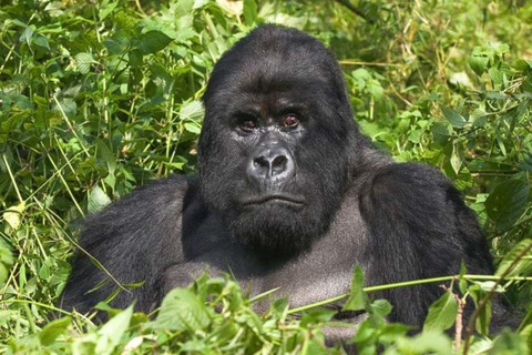 Vanuit Kigali: 2-daagse trektocht voor gorilla&#039;s en gouden apen