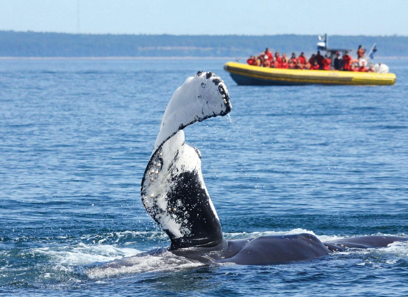 Tadoussac/Charlevoix: Hvalsafari og bjørneobservation