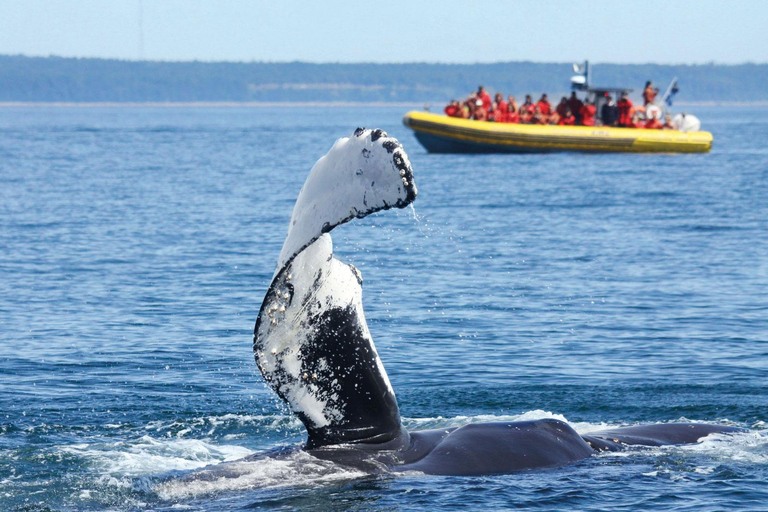 Tadoussac/Charlevoix: Whale Watching Tour & Bear Observation Charlevoix: Whale Watching Boat Tour & Bear Observation