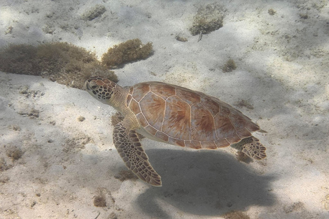 Boa Vista: Snorkeling Tour to 2 Reefs on Djeu Island Group Tour - Uninhabited island snorkel