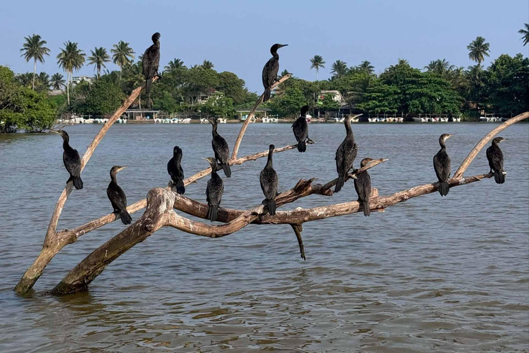 From Mirissa: Crocodile Watching River Boat Safari