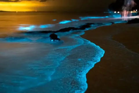 Phuket: Kanotur i tusmørke med glødende plankton