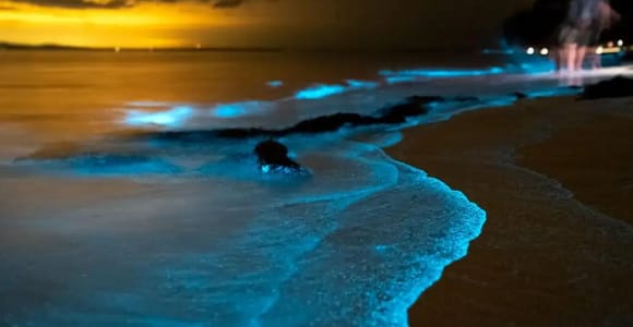 Phuket: Twilight Sea Canoe Tour with Glowing Plankton