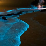 Phuket: Twilight Sea Canoe Tour with Glowing Plankton
