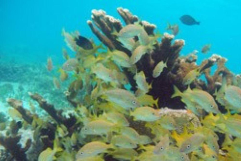 Desde Cancún: Excursión de Snorkel con Tortugas