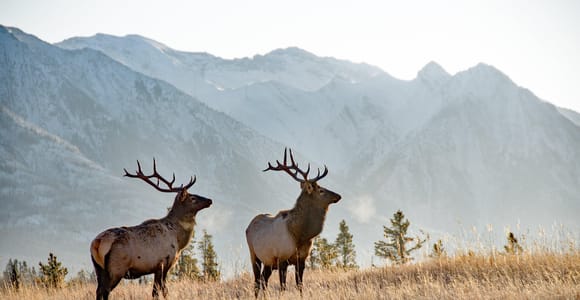 Banff: Evening Scenic Sunset Tour with Wildlife Spotting