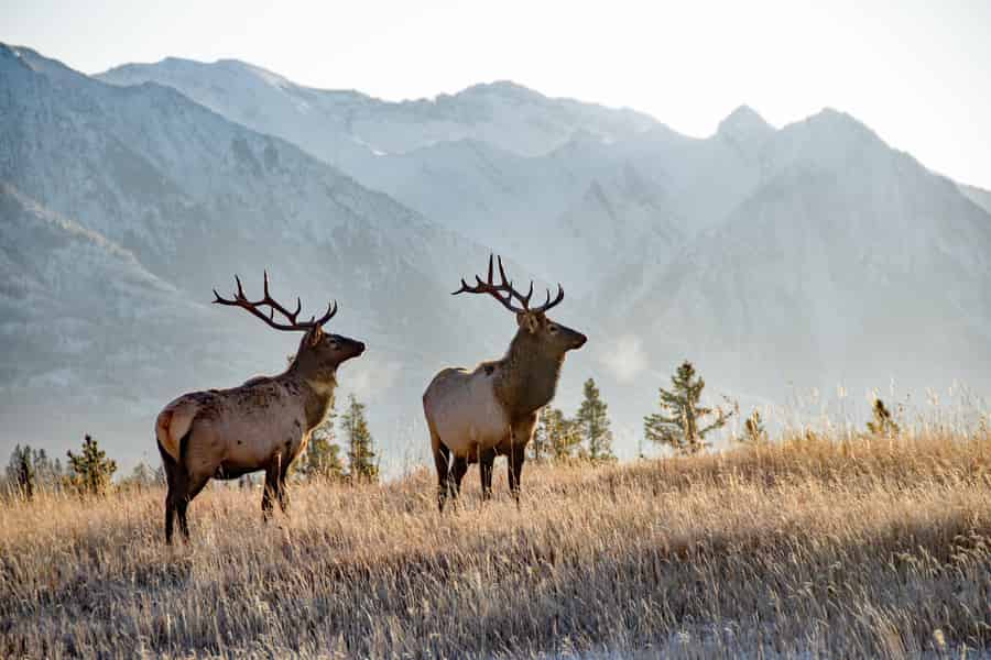 Banff: Abendliche Panorama-Tour bei Sonnenuntergang mit Wildtierbeobachtung. Foto: GetYourGuide Banff: Abendliche Panorama-Tour bei Sonnenuntergang mit Wildtierbeobachtung. Foto: GetYourGuide