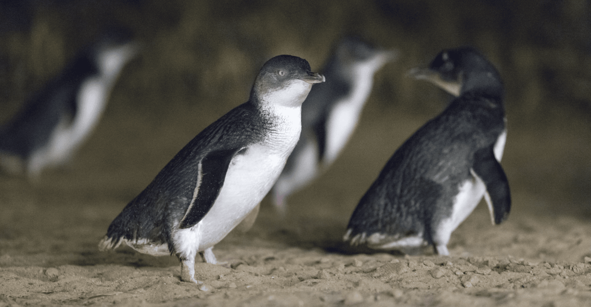 From Melbourne: Penguin Parade Afternoon Tour photo 3