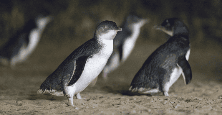 Phillip Island Penguin Parade Tour photo 3