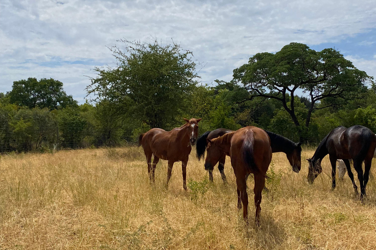 Victoria Falls: African Village Community Tour on Horseback