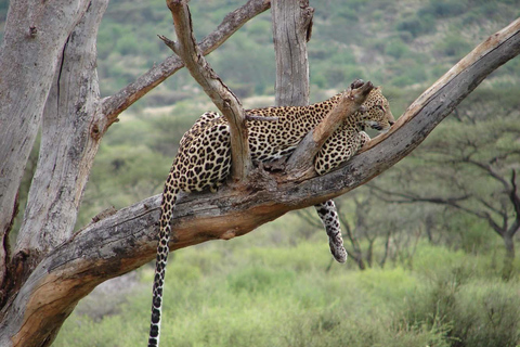 Da Nairobi: 3 giorni nella Riserva Nazionale di Samburu