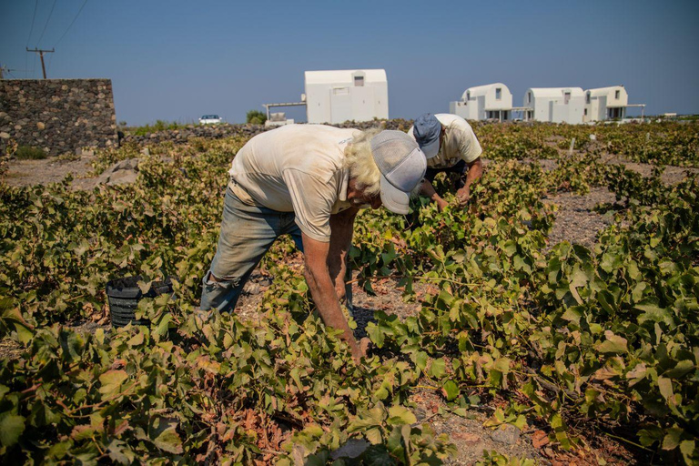Santorini: Private Wine Tasting at Pagonis Estate Santorini Wine Tasting A Unique Experience of 10