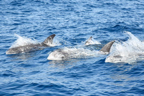 New: Into the Wild - 3H w/Marine Biologists - dolphins &more