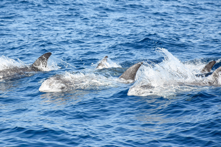 New: Into the Wild - 3H w/Marine Biologists - dolphins &more