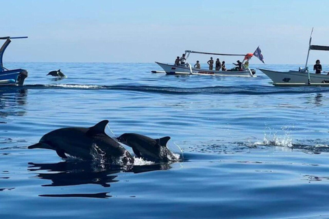 Bali : Observation des dauphins au lever du soleil, baignade et plongée en apnéeTour en bateau privé avec lieu de rendez-vous