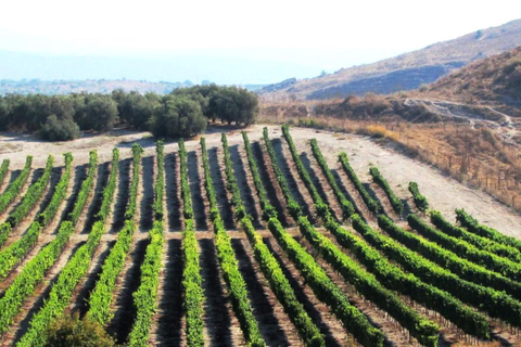 Wine private tour of Central Israel