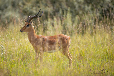 Johannesburg: Dinokeng Game Reserve Safari with Pickup