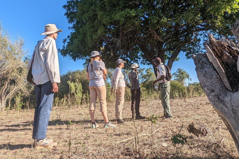 Walking Safari