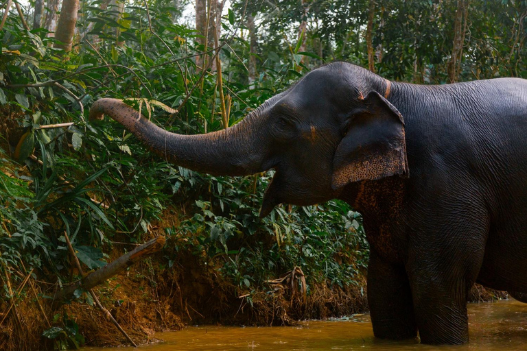 Van Phuket: Ethical Elephant Sanctuary Tour in Phang Nga