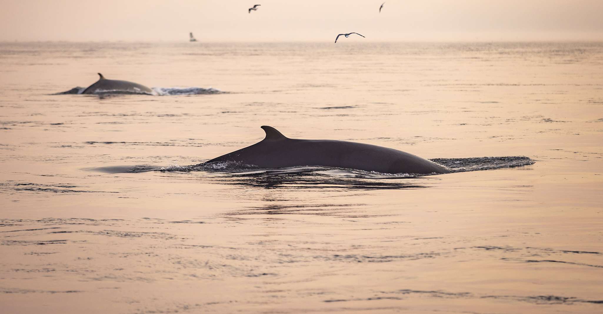 Tadoussac, Whales and Fjord Cruise Morning or Twilight Tour - Housity