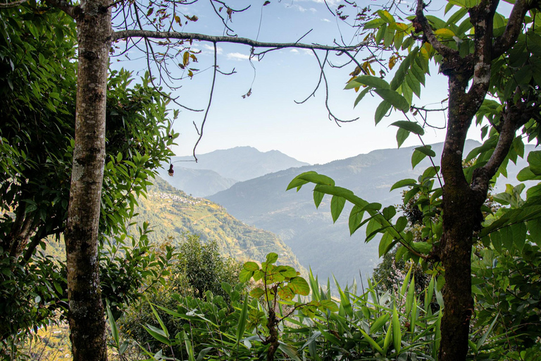 Galle: Kanneliya Rainforest , Jungle Beach & Craft Tour
