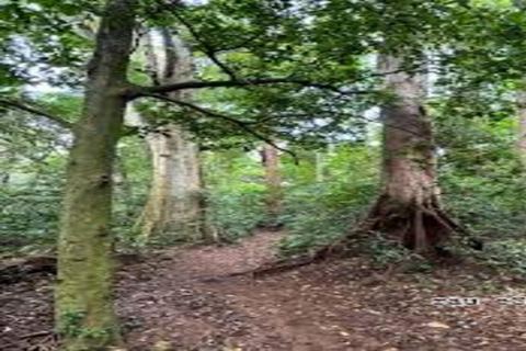 Visite de la forêt de Moshi