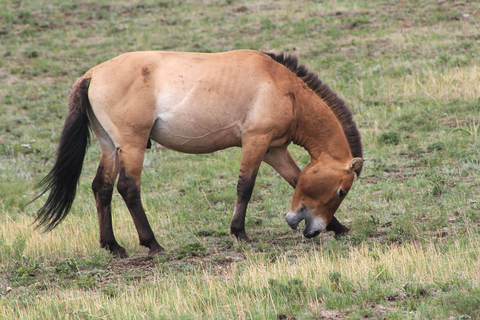 Ulaanbaatar: Nomadic Culture Show & Wild Horse Park Day Tour
