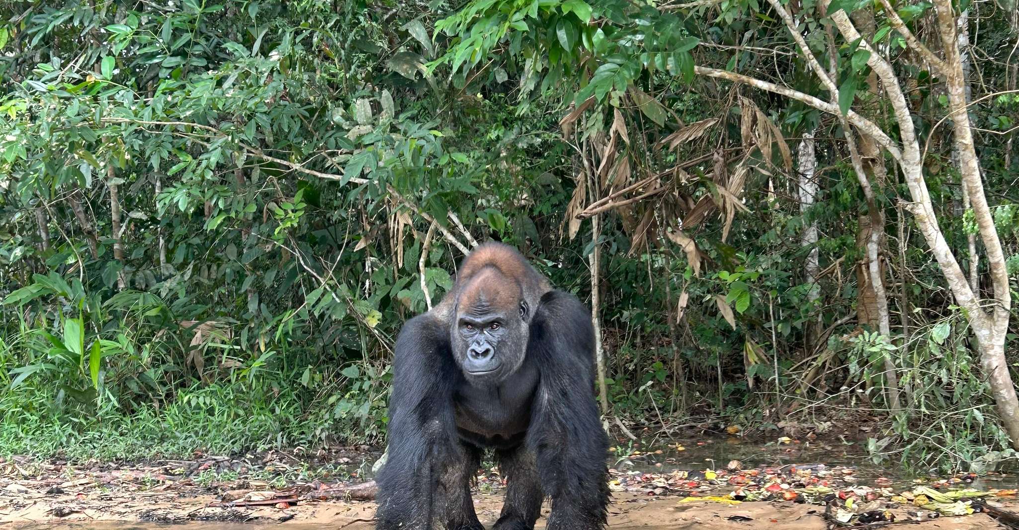 CONGO, 1 Day Gorilla Trip in Lesio Luna Natural Reserve - Housity