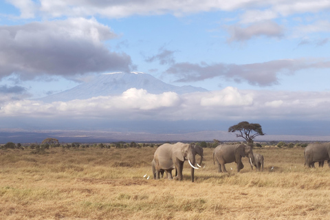 3 days Tsavo East & Tsavo West Safari from Diani/Mombasa