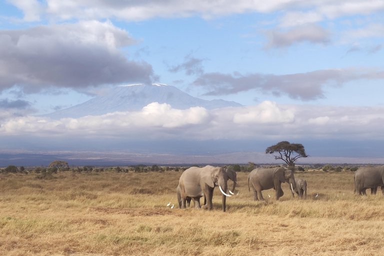 3 days Tsavo East & Tsavo West Safari from Diani/Mombasa