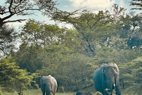 Depuis Zanzibar : Safari de nuit dans le Selous G.R. avec volssafari partagé