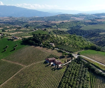 Marche: unique visit and tasting at D'Erasmo Winery among signature wines