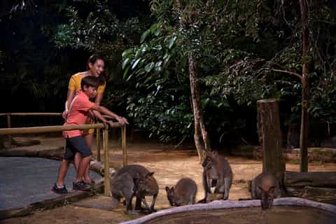 Singapore: Night Safari Ticket, Tram Ride, & Return Transfer