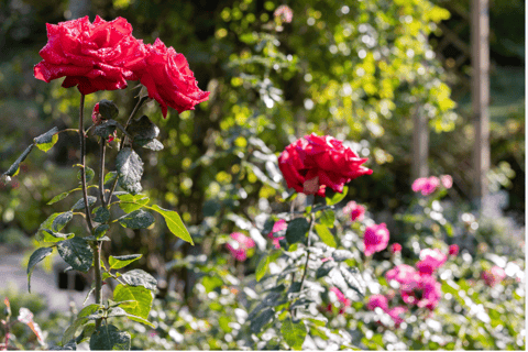 Bad Wörishofen: Rose Garden TourMit Gästekarte