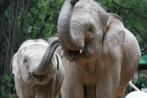 Guangzhou: Chimelong Safari Park Entry with Private Transfer Shenzhen | Private Transfer + Chimelong Safari Park Ticket